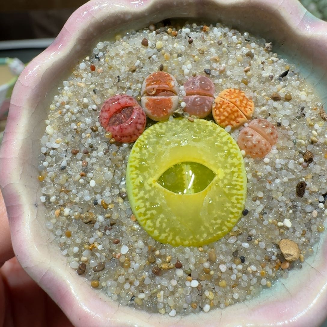 红陶蘑菇555彩拼
