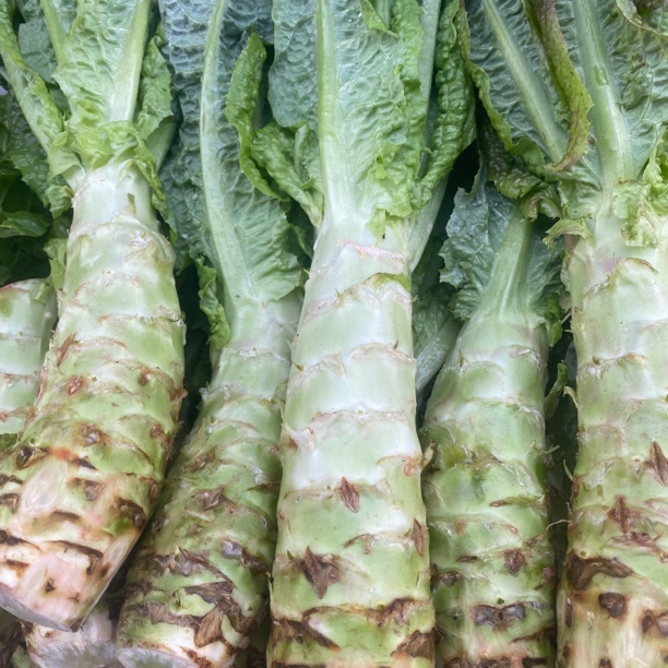 云南露天种植莴笋