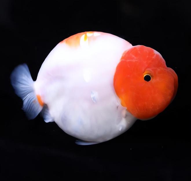 兰寿鱼苗 商品练手苗2只 拍开箱视频报损