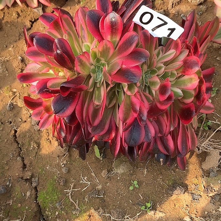 多肉植物法师71美杜莎缀