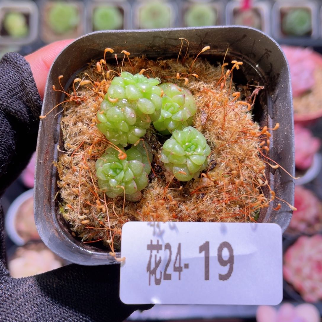 花24-19绿水鬼单头