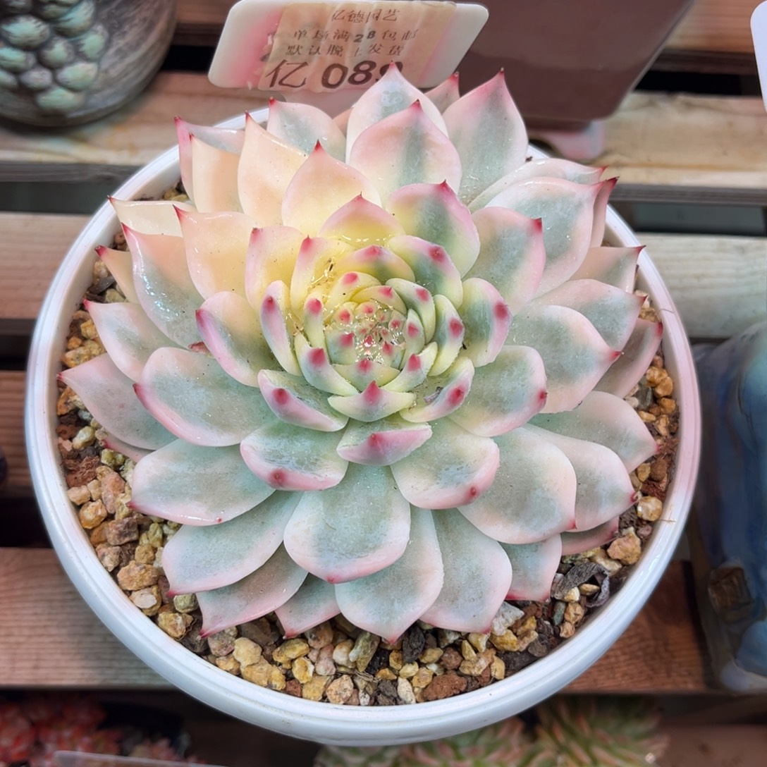 娃娃锦diyayujinnvnvnvj