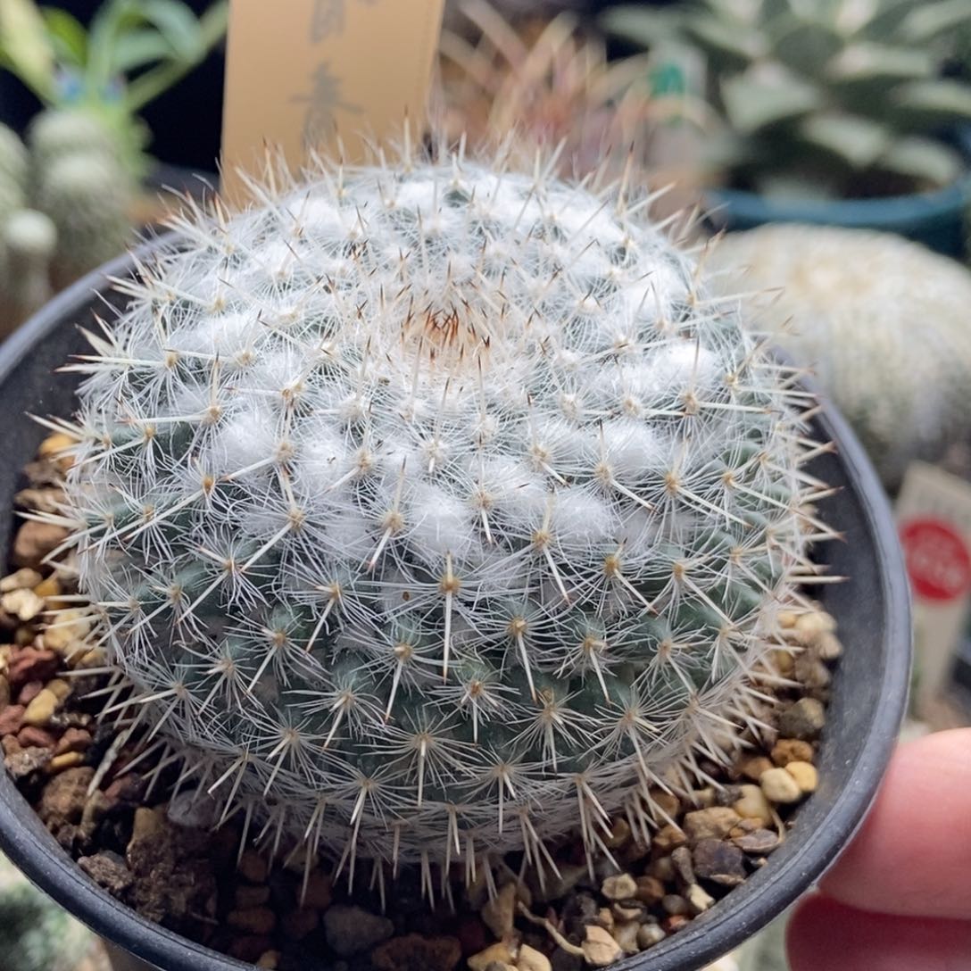 实生雪顶敷岛6cm一棵仙人球