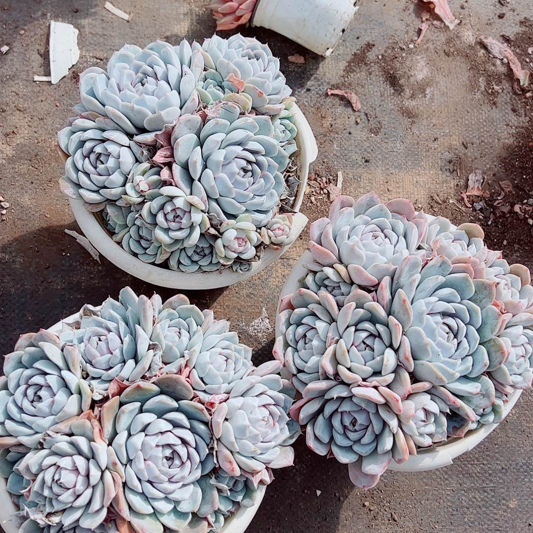 汉堡多头造型精品特价