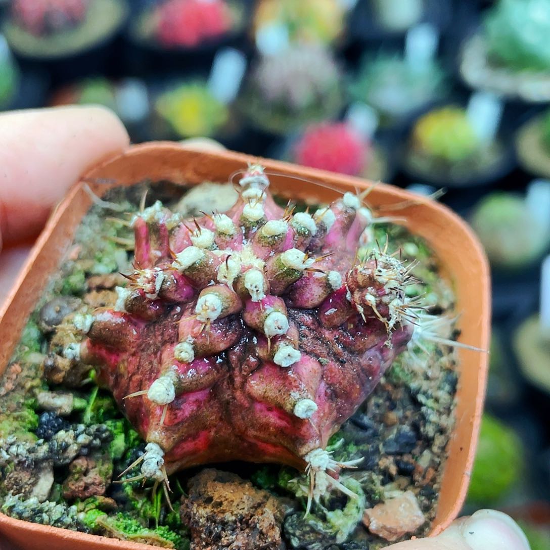 非偏远地区满25包邮仙人球