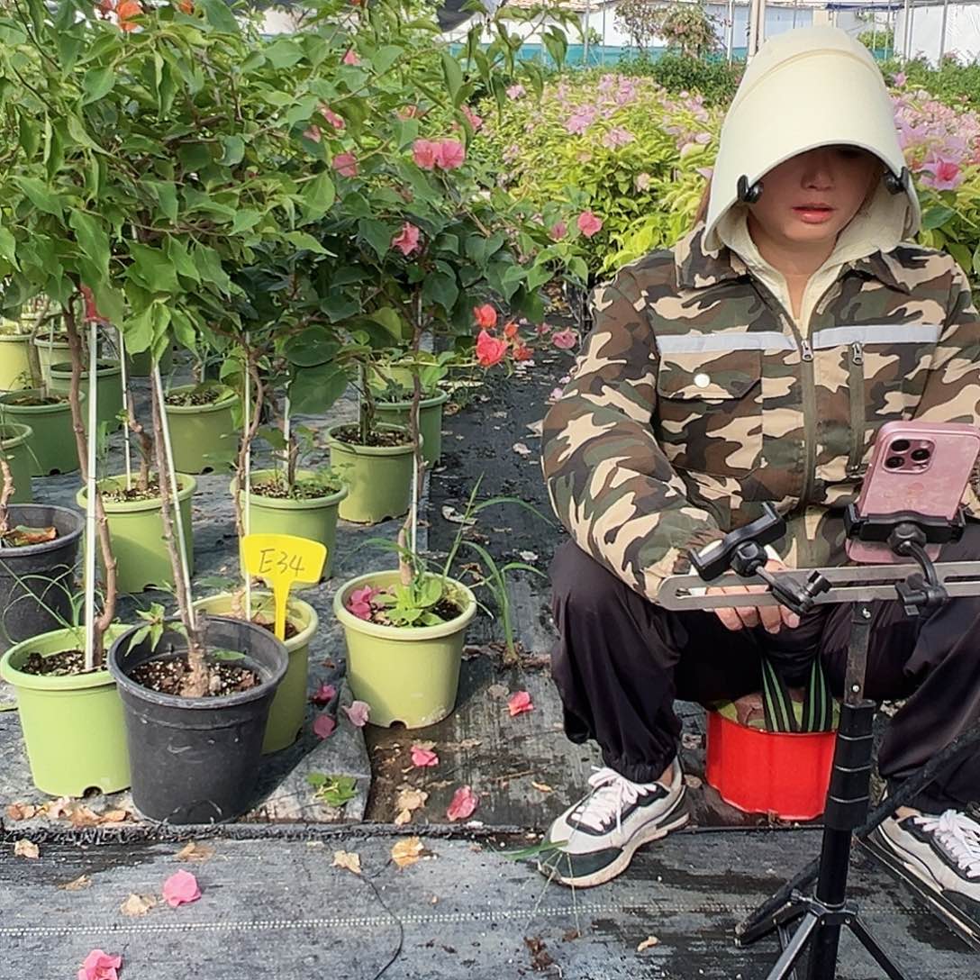 当前无花栽培后可以开花E34随机棒棒糖一颗，29.9