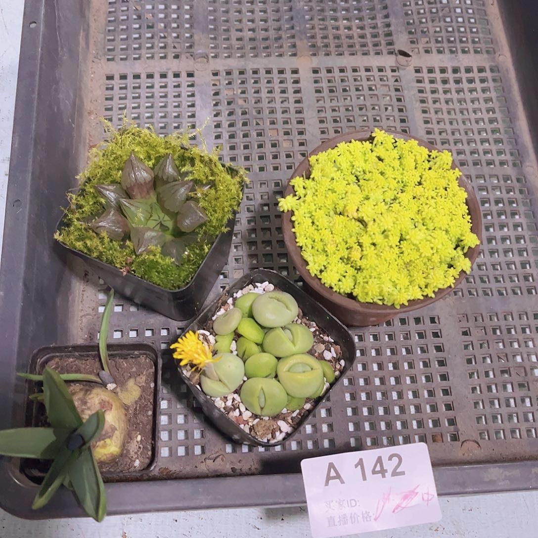 多肉142多肉植物，
