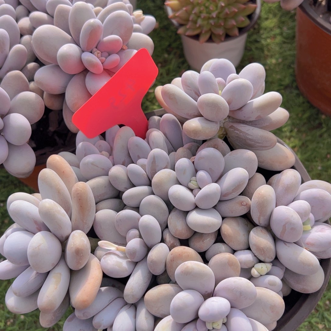 香玉的故事是一个人的故事