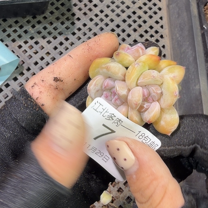 74 号到手1框江北多肉