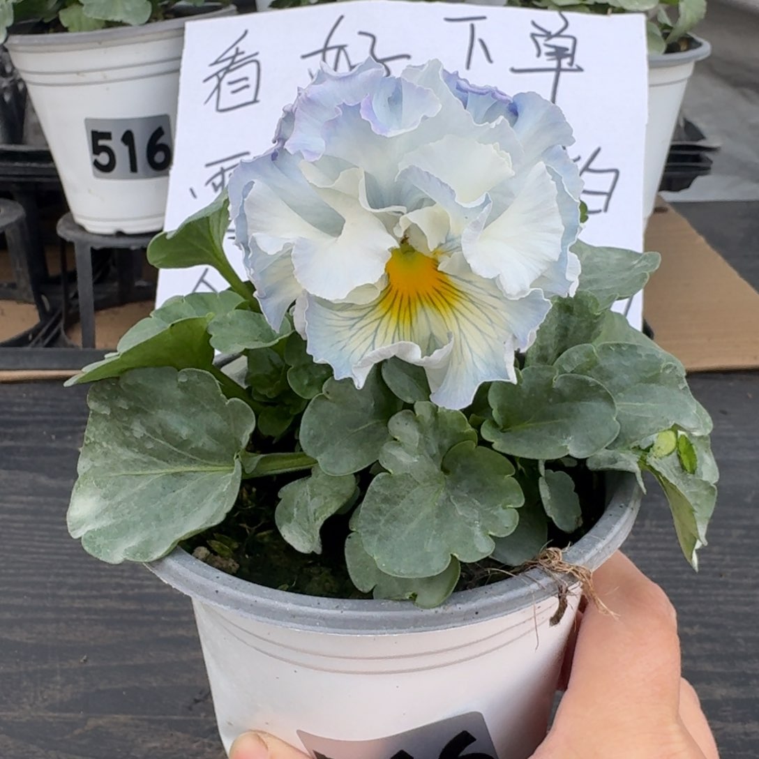 全部花朵566号tutu群