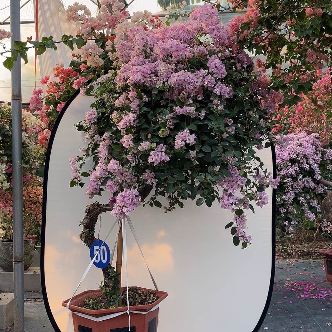 马***仙完全开放三角梅花开光