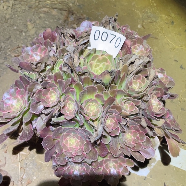 多肉植物法师，70安娜