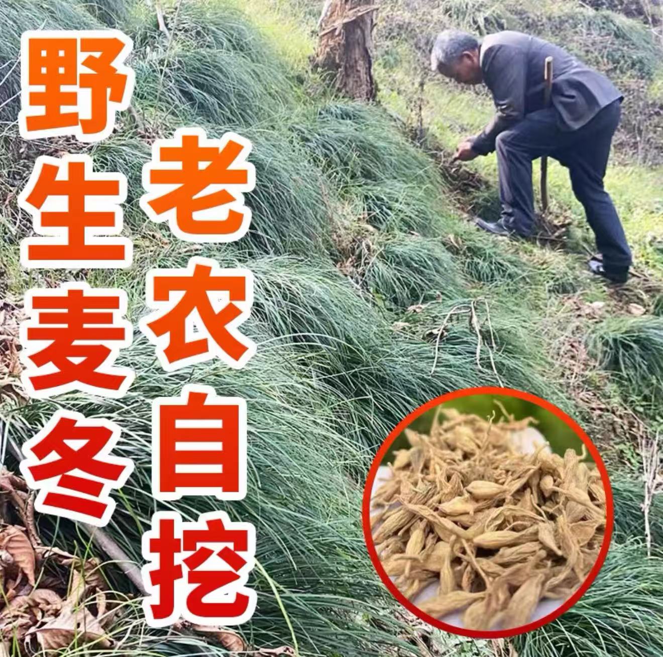  【苗家九妹精选】野生麦冬  颗粒饱满 粒粒带芯 