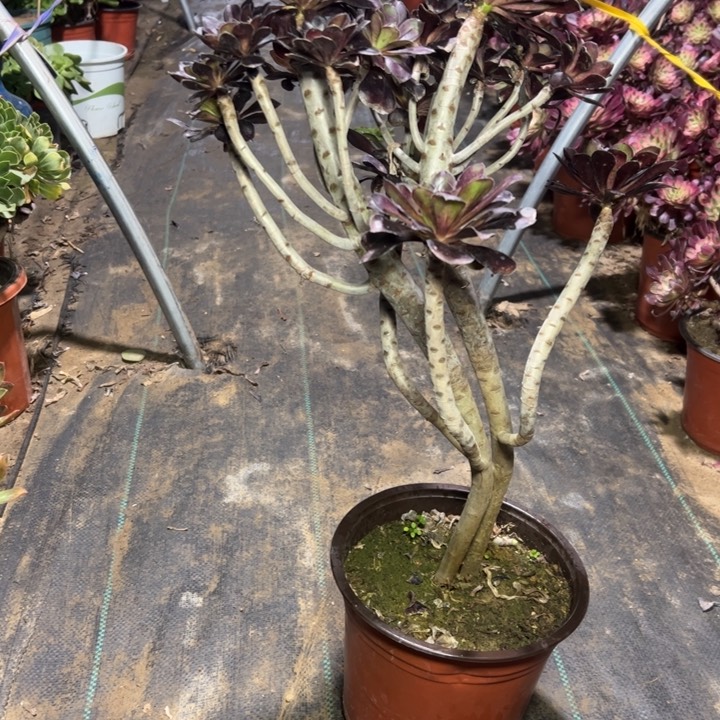 5圆叶多肉多肉多肉多肉