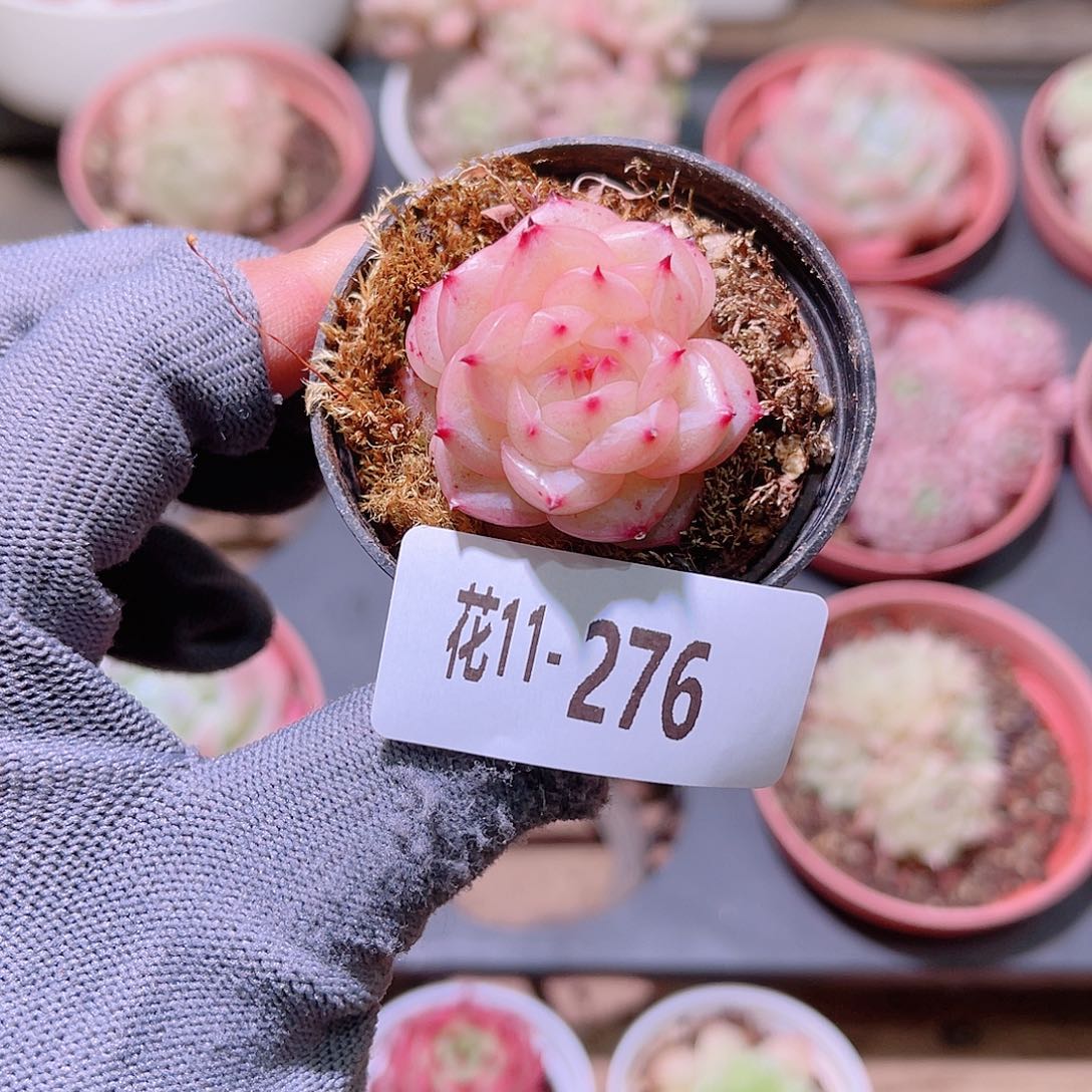 花11-276麦秆单头