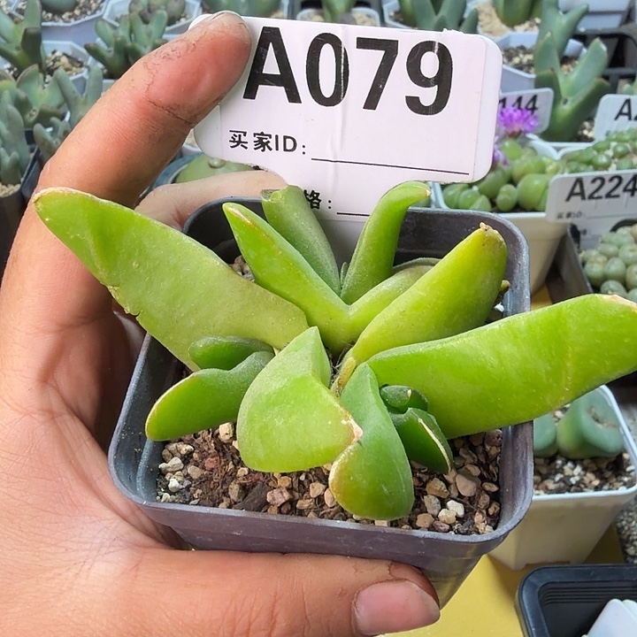 079。满38包邮肉锥