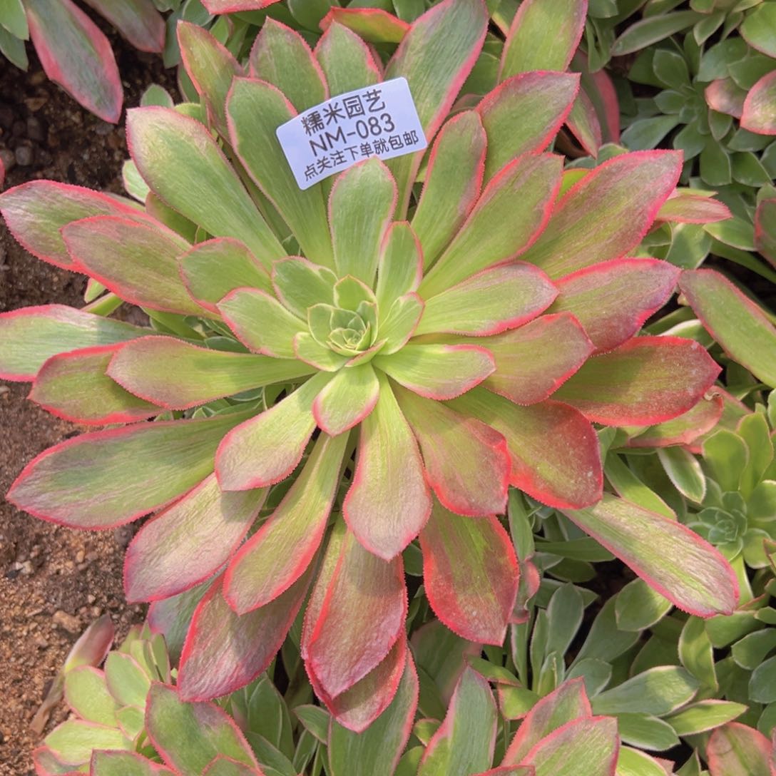 女妖多肉植物083手捧