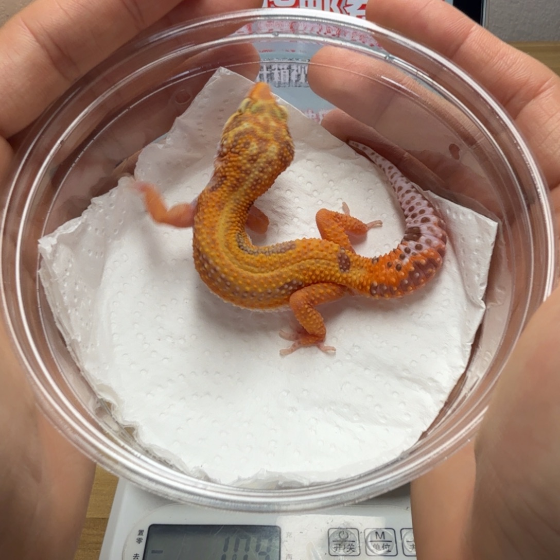 豹纹守宫暴龙妹妹