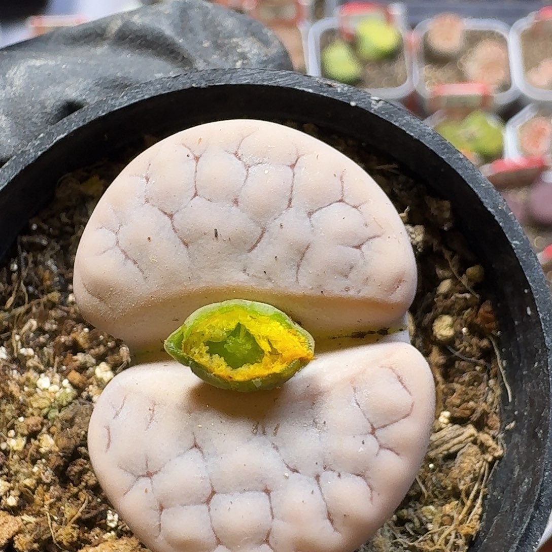 生石花23:：/。  233