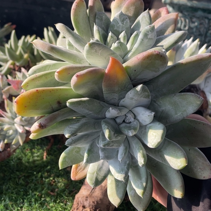 墨西哥大圆叶杂交粗桩