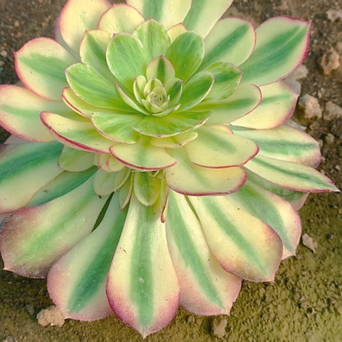 626倾城多肉植物