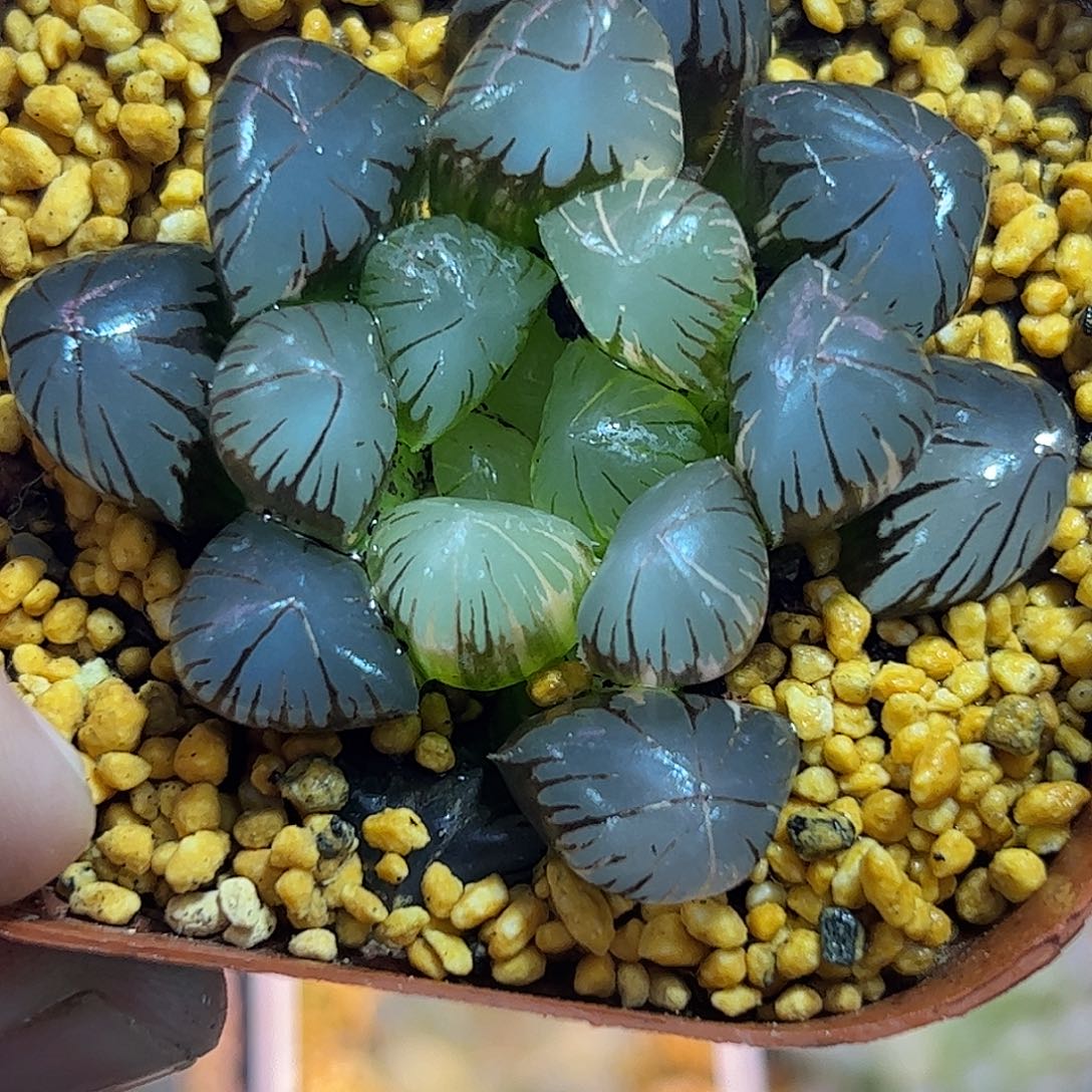 地泉锦十二卷多肉植物满