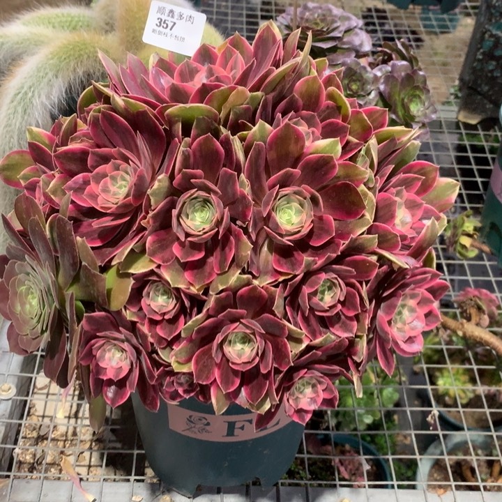 357浣纱多肉植物