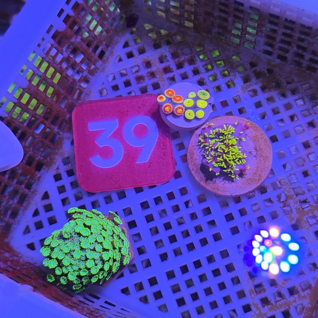 中国大陆39 号框直播间挑选