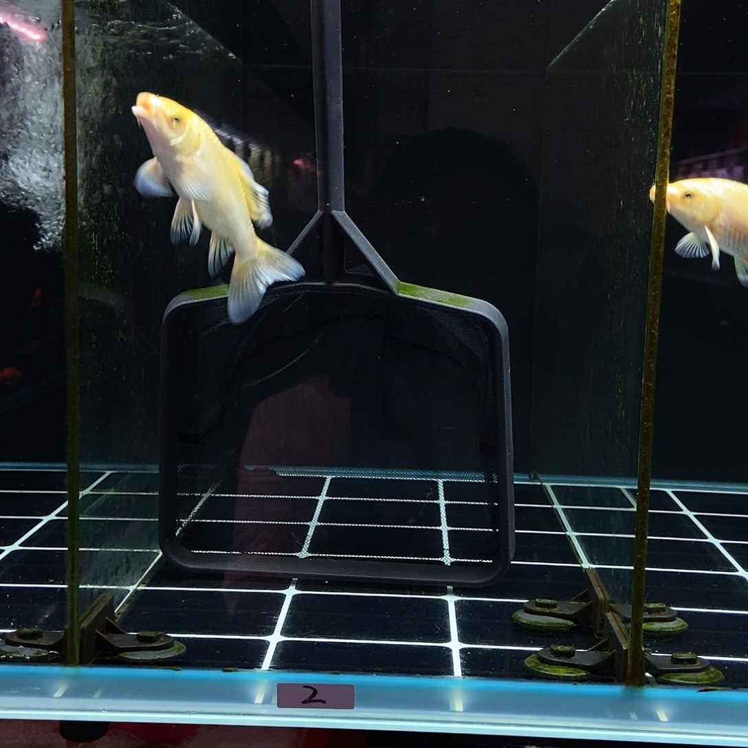 经***虹蝴蝶鲤鱼2号黄金色蝴蝶鲤