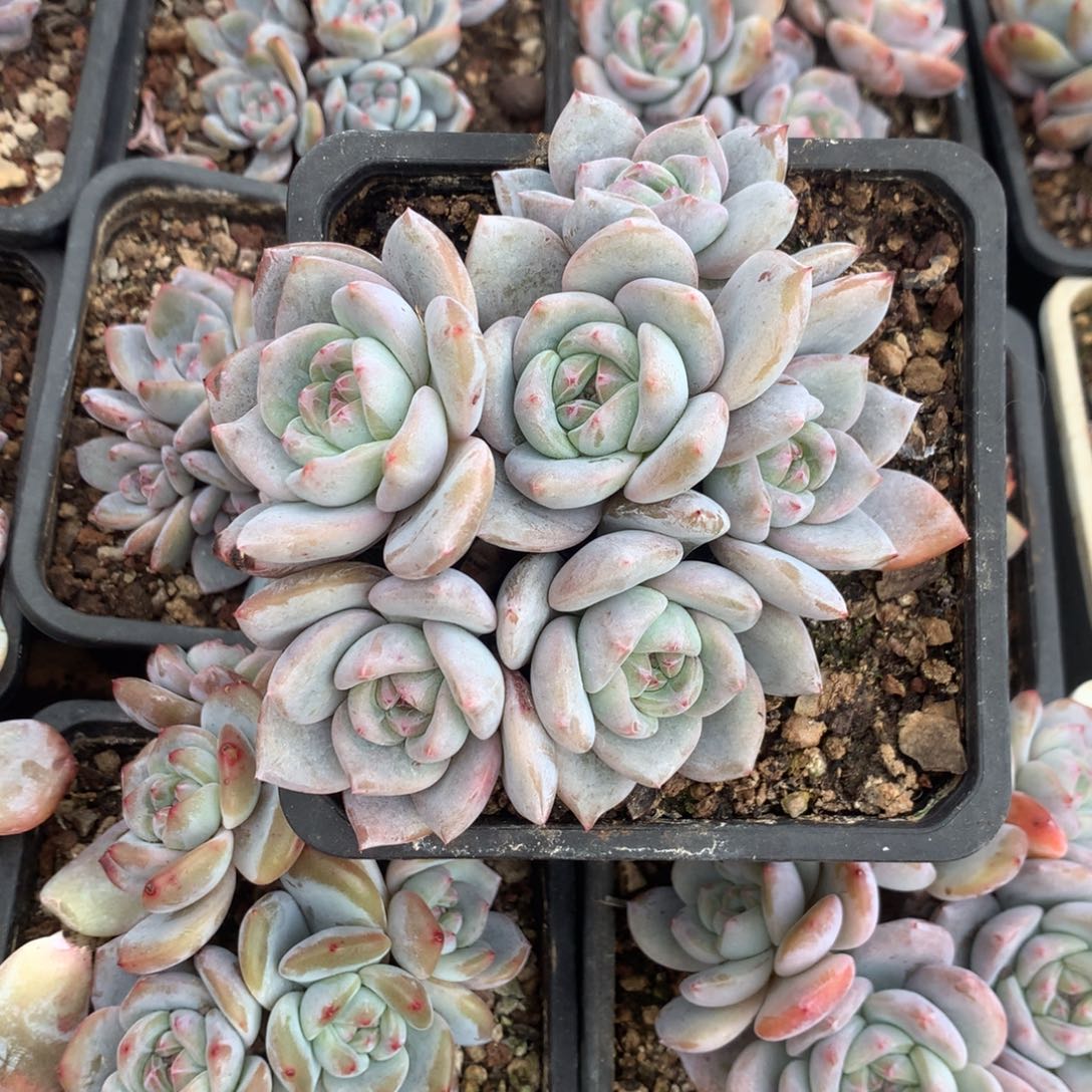 石榴籽小脸花花花花