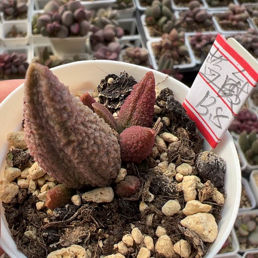 蓝魔多肉植物水泡