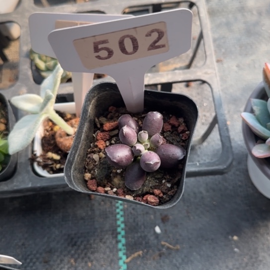 502艺姬海豹 一物一拍多肉