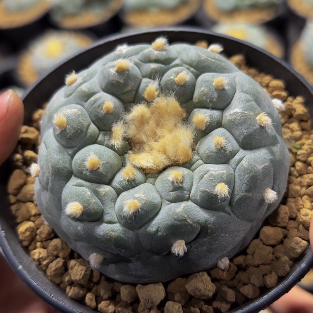 G g g g g g g g 449