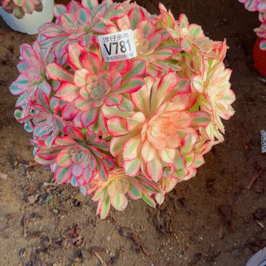 倾城法师781冠幅28左右