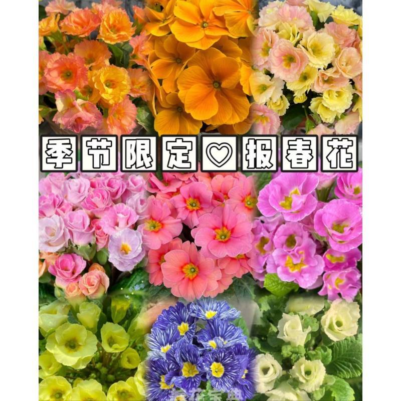 [报春花] 11cm盆 带花苞多年生四季开花卉盆栽耐寒阳台庭院好养