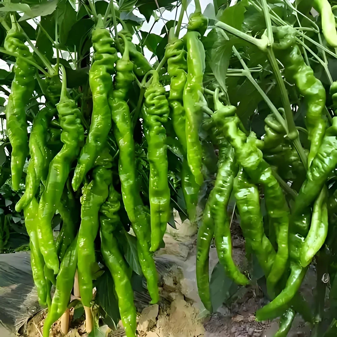【螺丝椒】露天种植/新鲜采摘/软皮螺丝椒