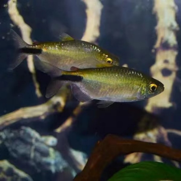 铭彩水族彩虹绿刚果美人 热带鱼 活体观赏鱼