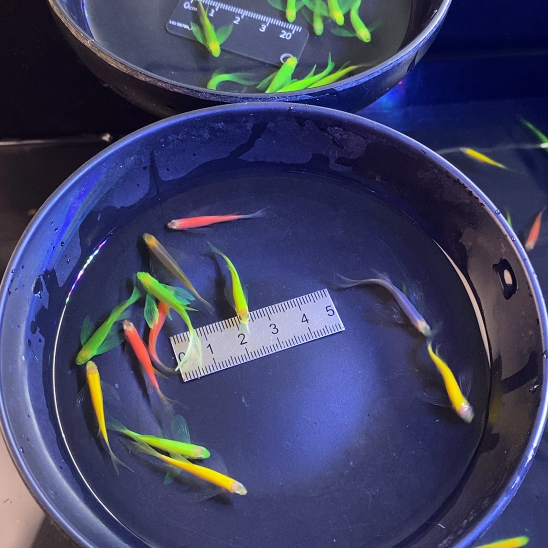 斑马鱼蝶翼斑马5色各2条➕2备损共12个