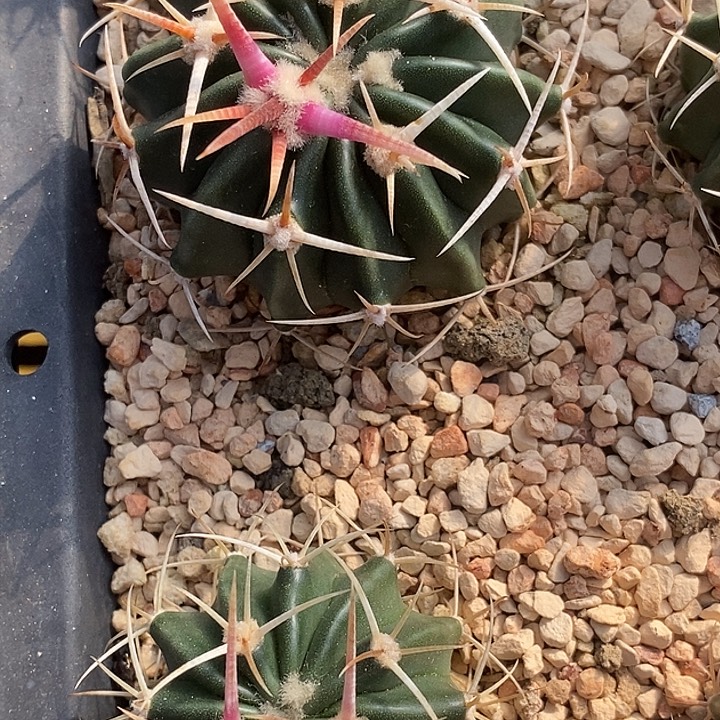 王凌波微步球球大作战