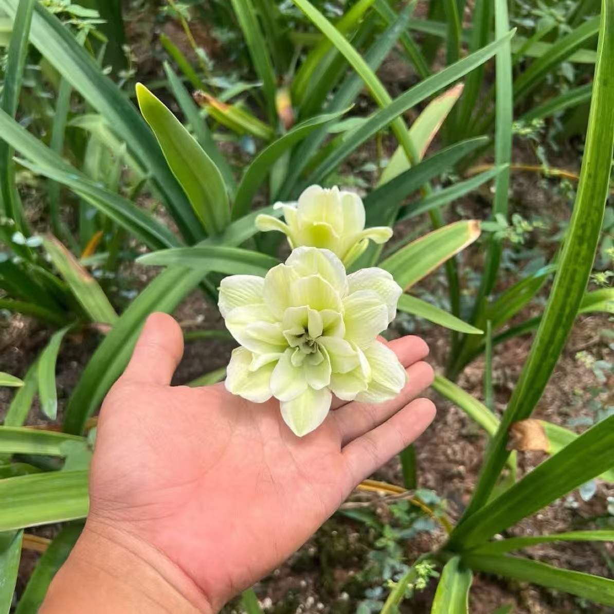 S孤挺花园 白羊座（DT）裸球