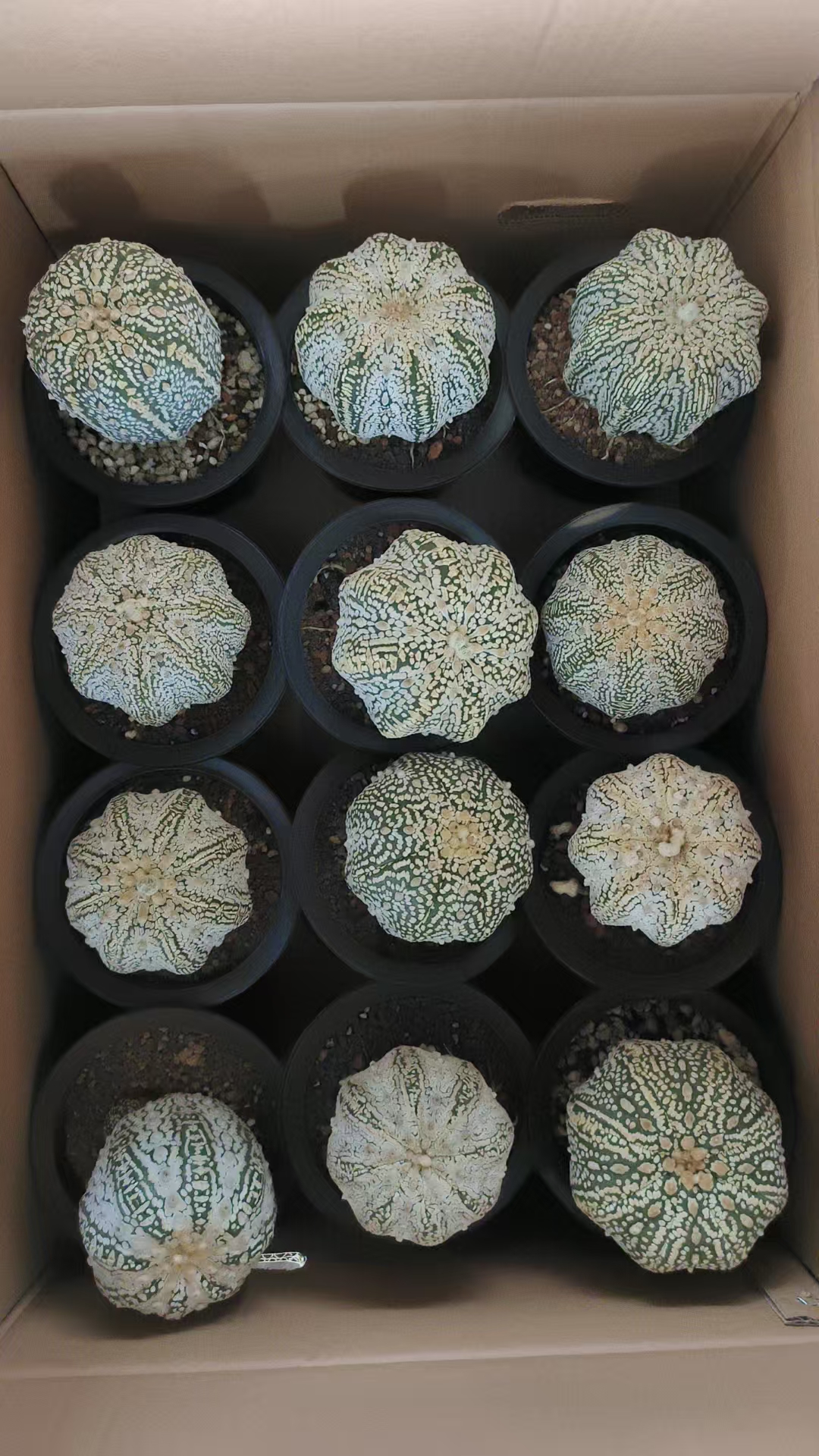 二妹园艺【 1颗   大号兜   嫁接落地根 】脱土随机发货