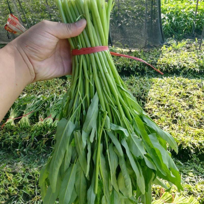 蔬菜种子菠菜青菜空心菜香菜种子四季播阳台庭院大田四季播种种籽