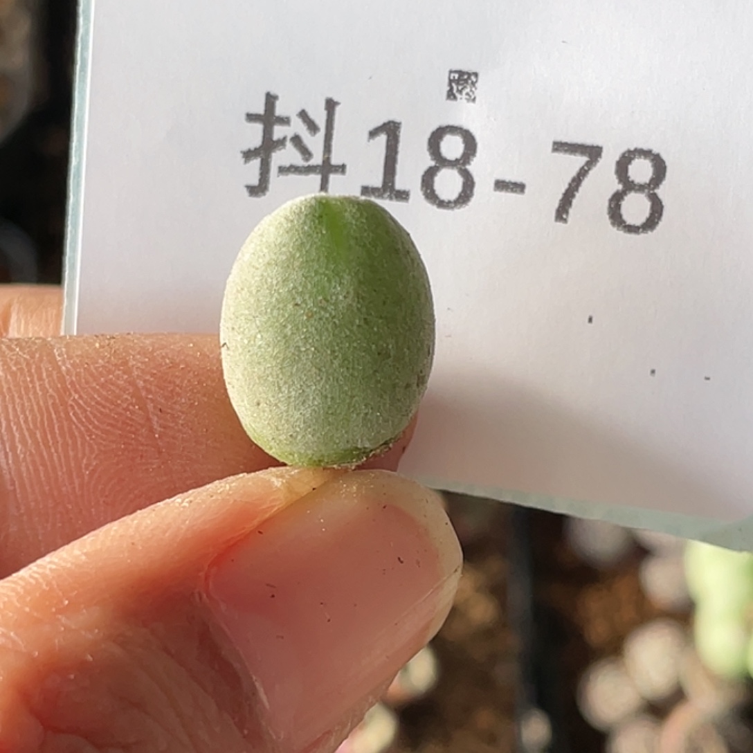 无***言18-78肉锥多肉植物