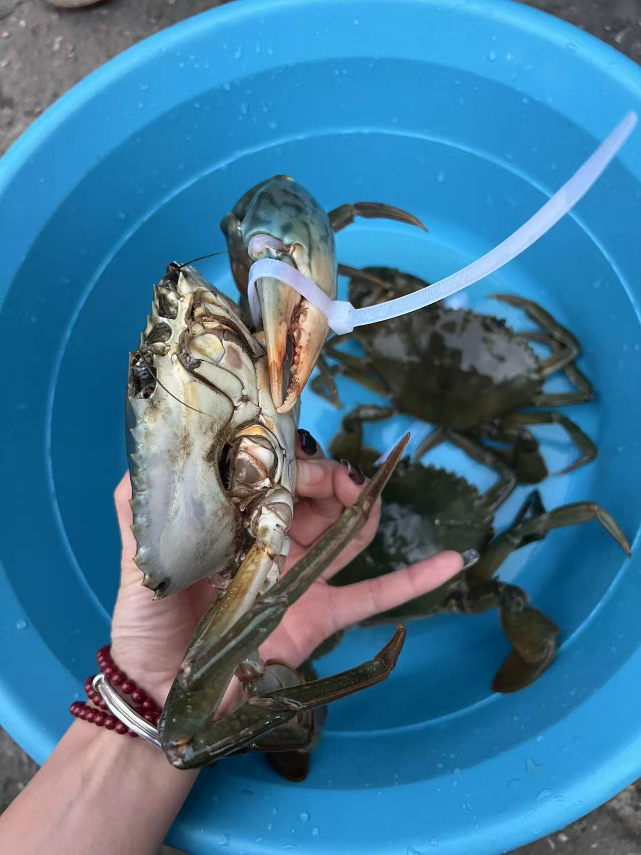 珠海鲜活断钳公青蟹（2斤起拍  顺丰特快包邮）