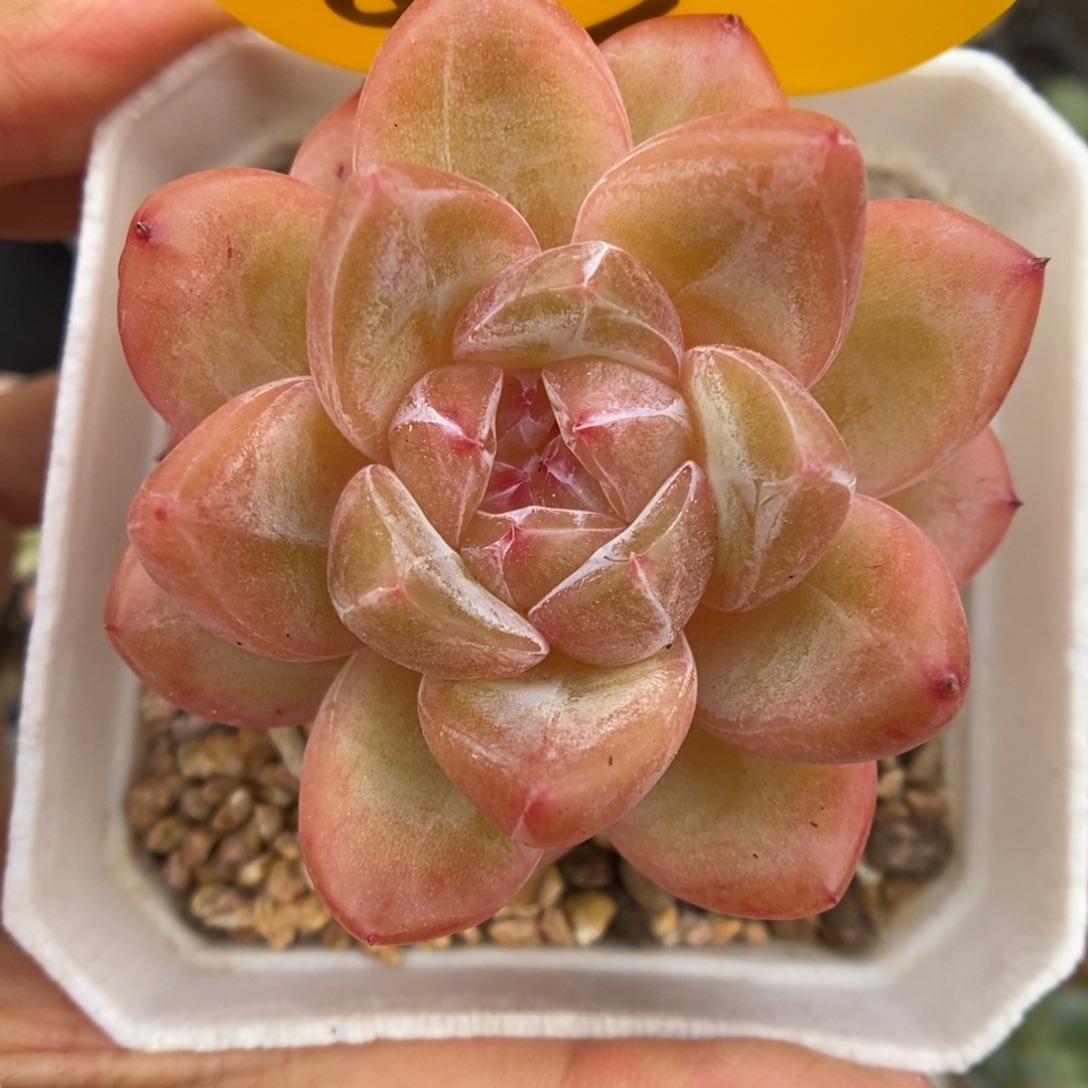 钻石珍妮可拍892号。  