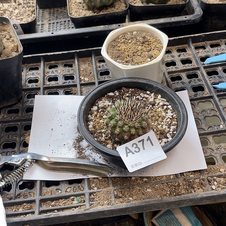 黑王371号仙人球一颗