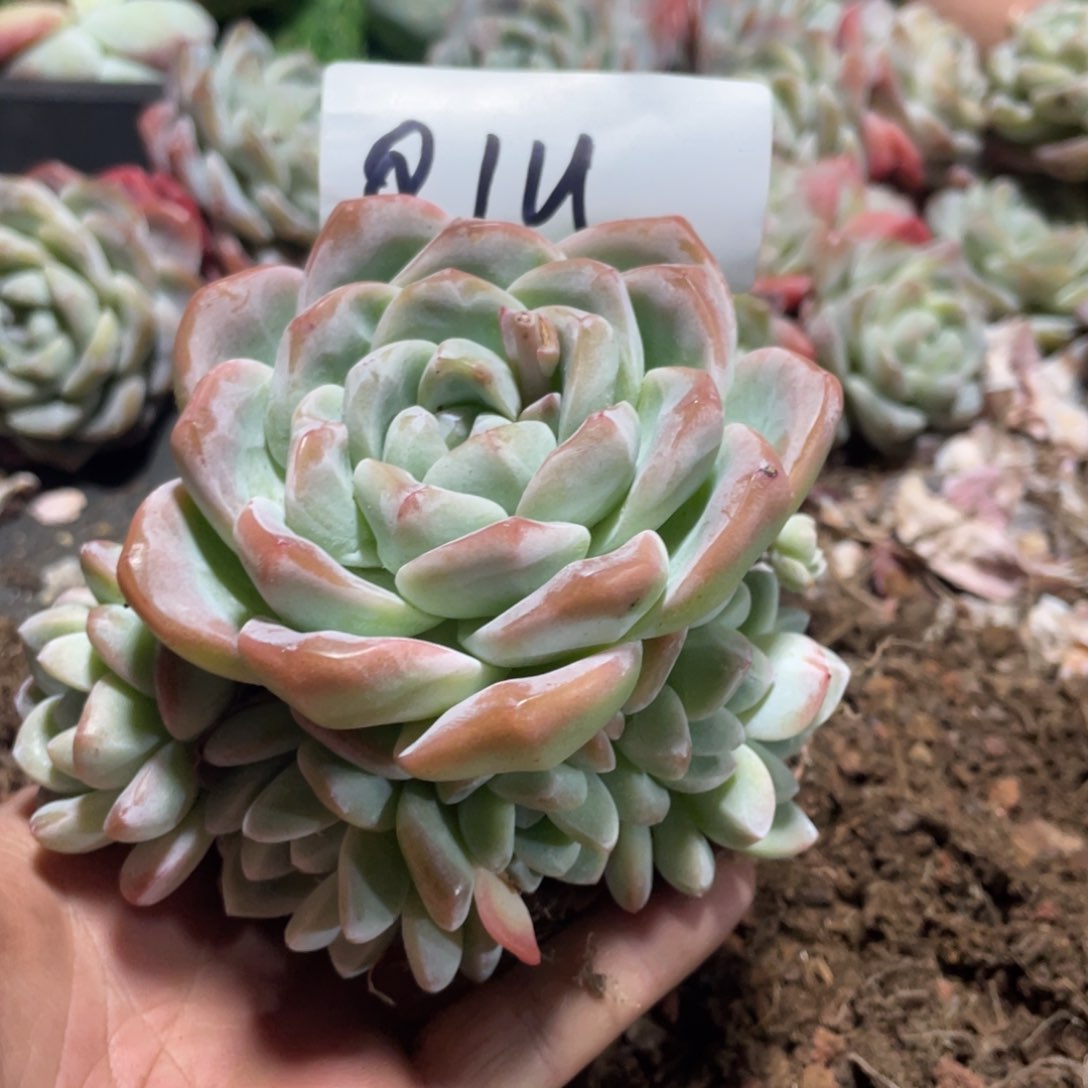 QIu 专拍冰玉群手捧