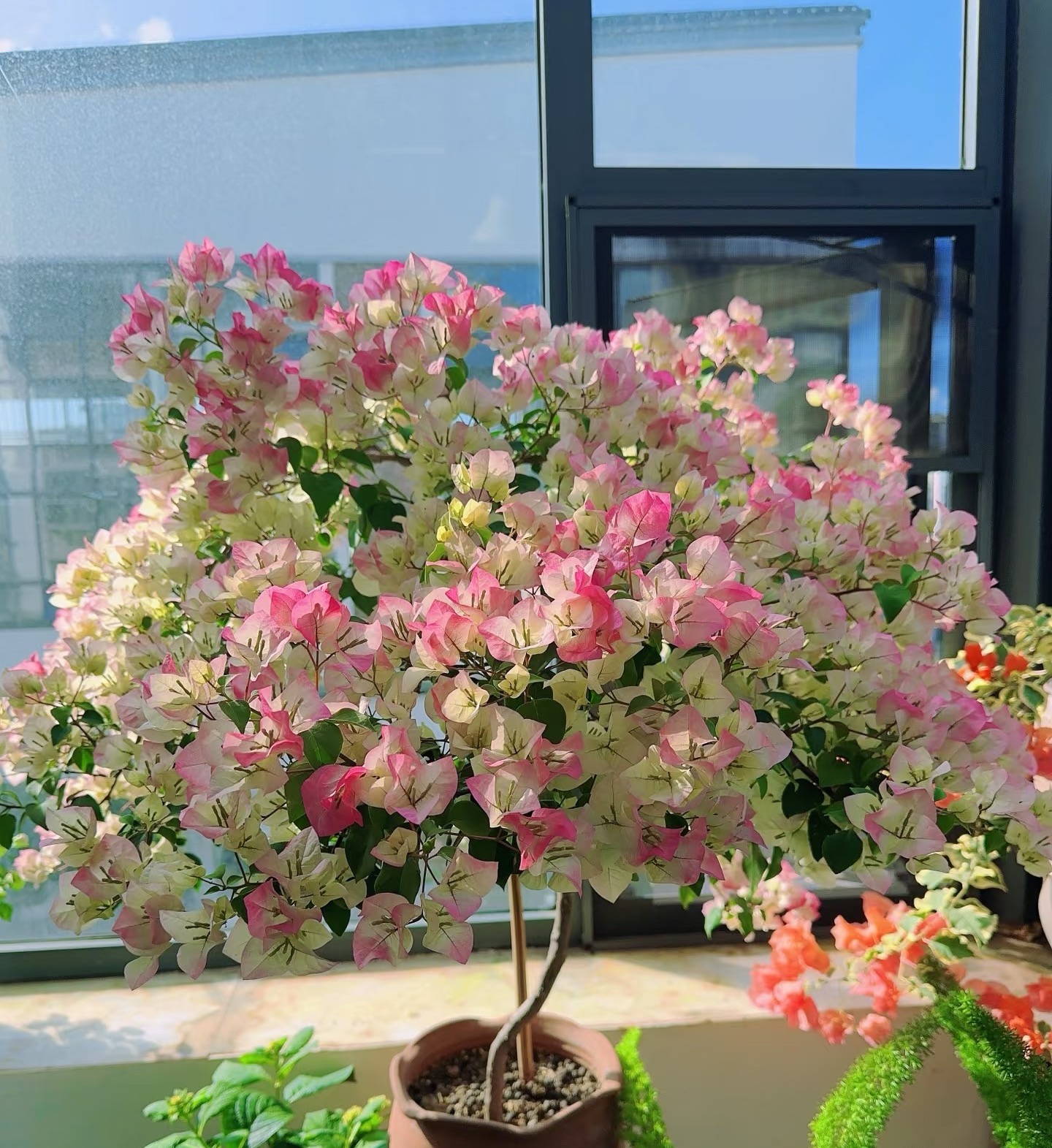 【绿叶樱花】渐变粉白色观赏1.5加仑三角梅