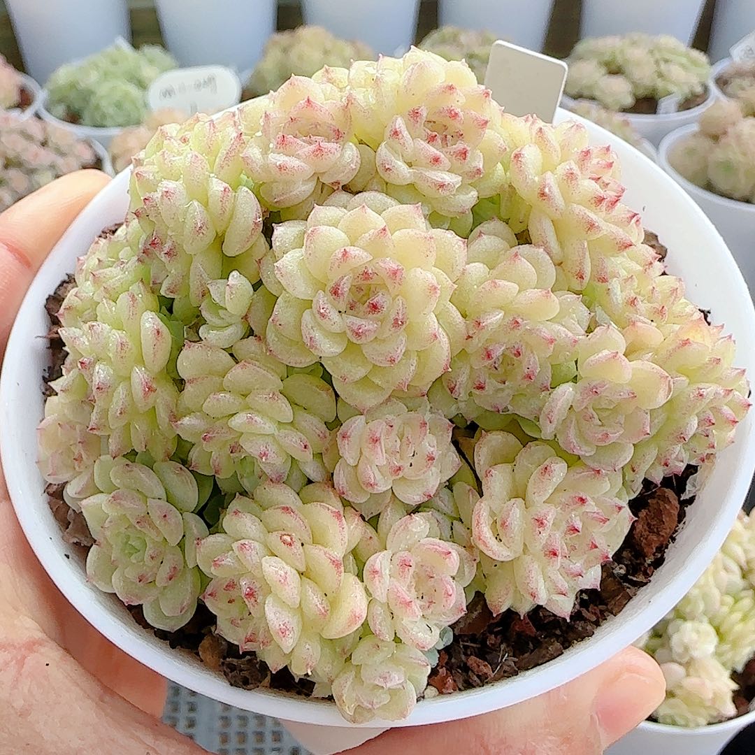 "***.1128-26（ht-43）专拍