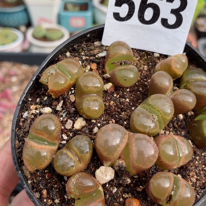 563红蛋糕风铃母本带盆